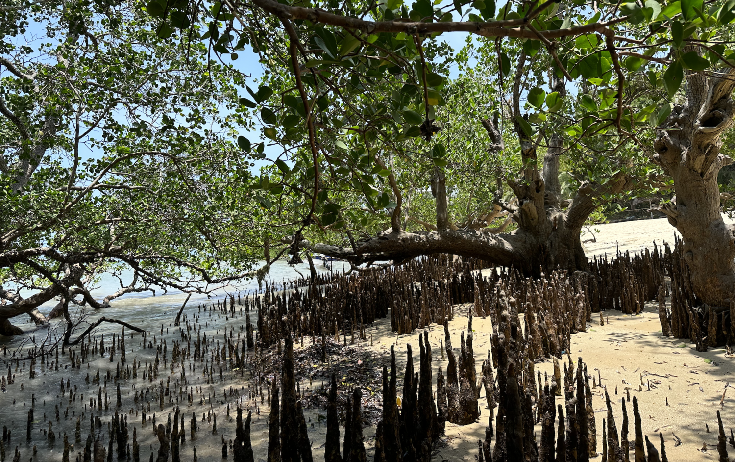 mangroves